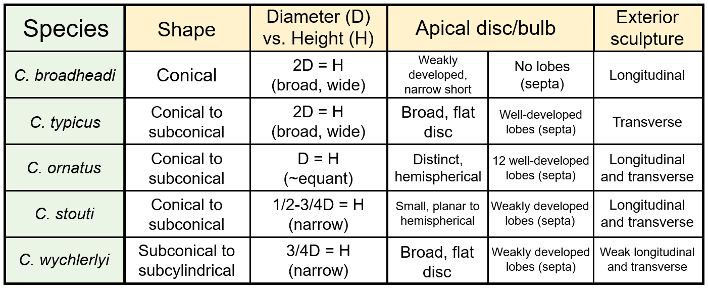 Table of Conostichus species
